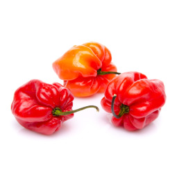 Pepper Red Habanero