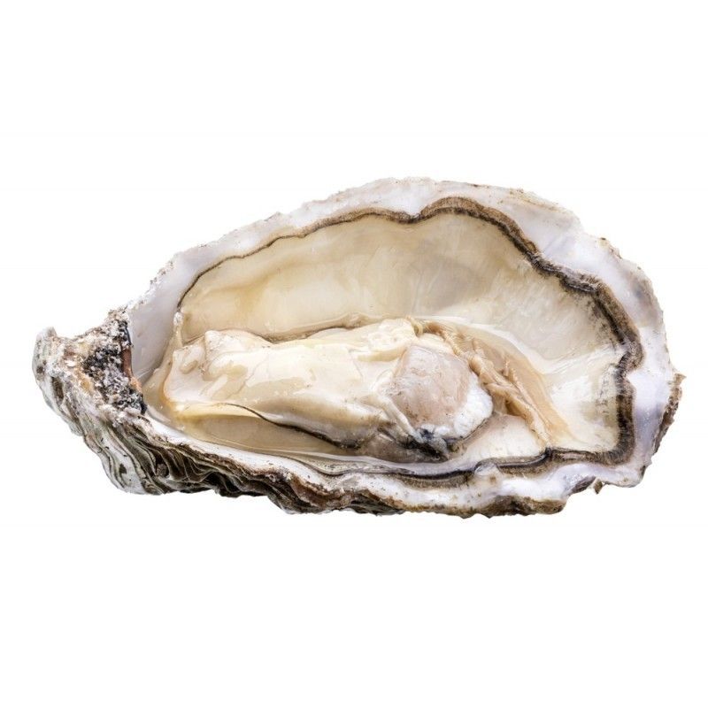 Oyster Speciale Tsarskaya N°2 Saint Kerber