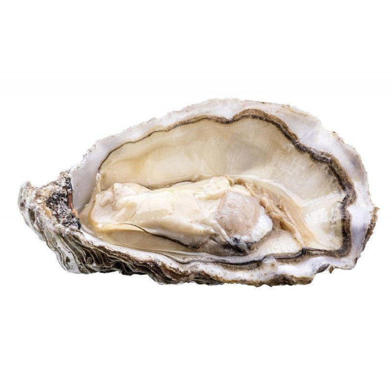 Oyster Fine N°3 Saint Kerber