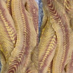 Pristine Frozen Sturgeon Fillet