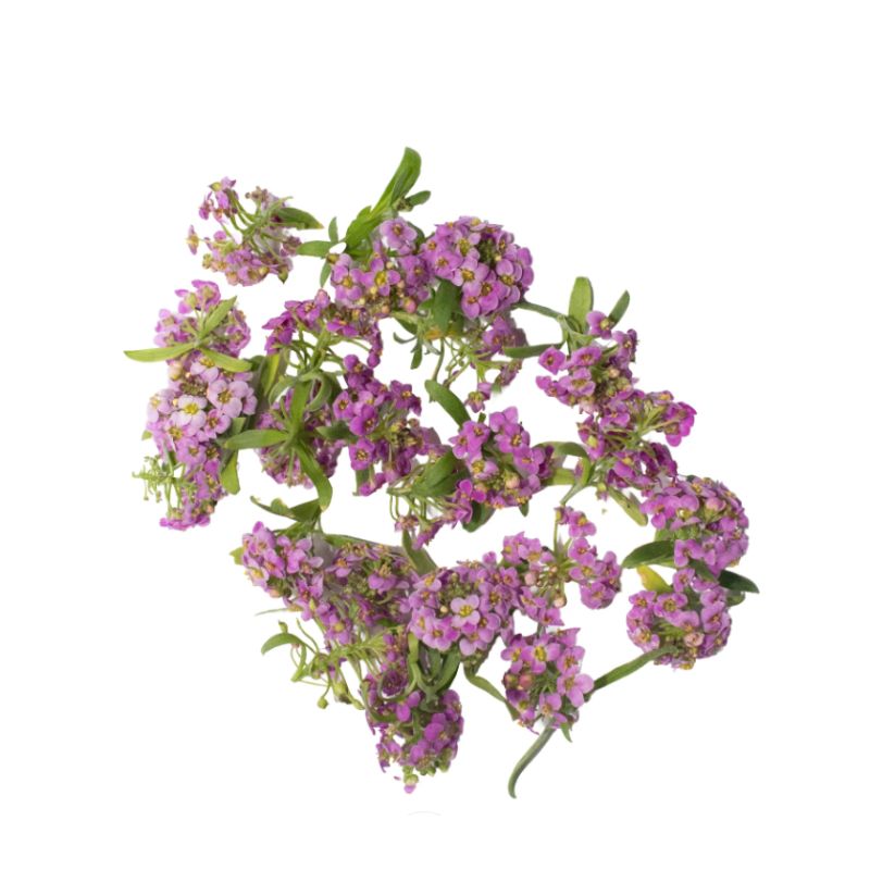 Edible Flowers Purple