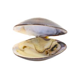 Vongole Clams Medium