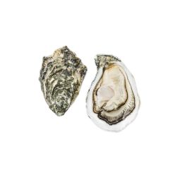 Oyster N3 Ostra Regal Gold Selection