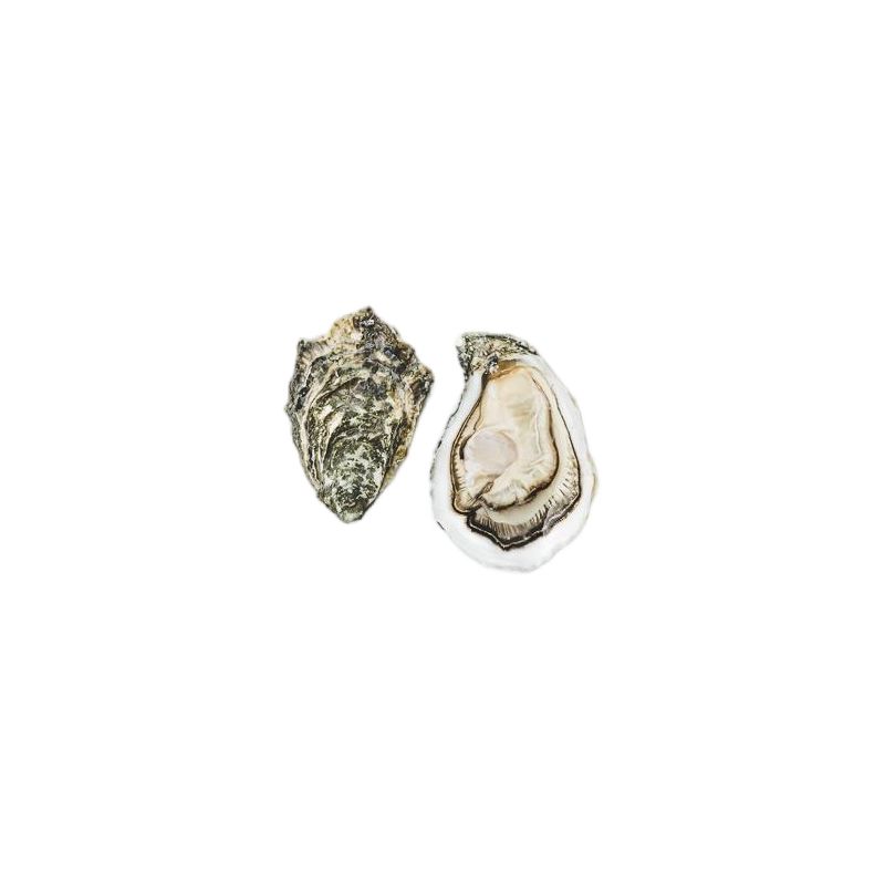 Oyster N3 Ostra Regal Gold Selection