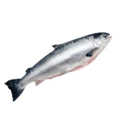 WholeScottish Salmon